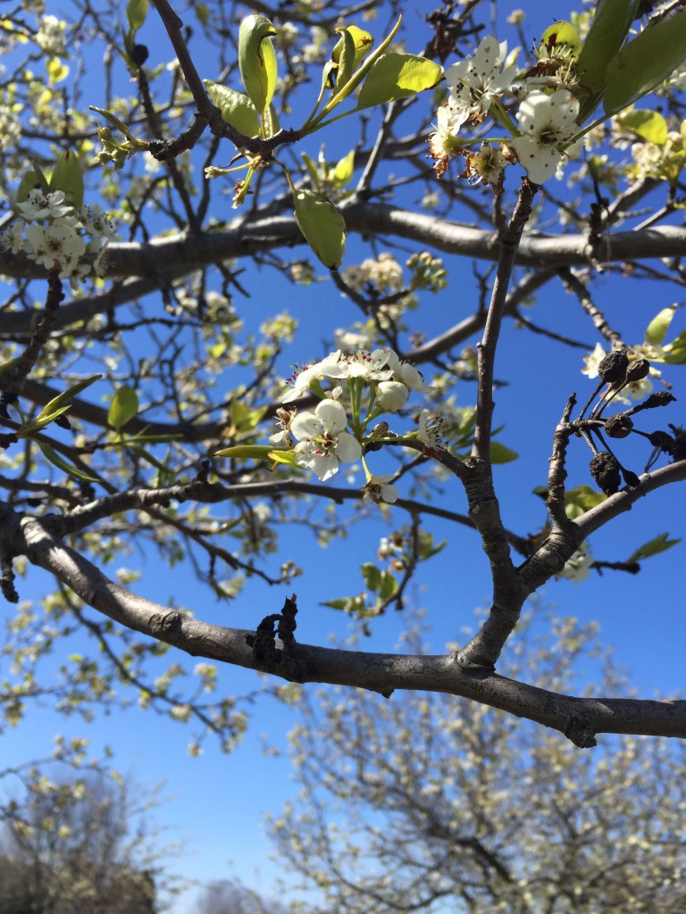 RaceAwesome Spring Duathlon [4.10.2016] 